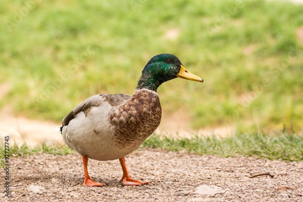 Obraz Ente in Weimar