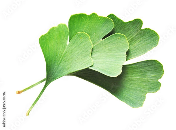Obraz Ginkgo Biloba leaves