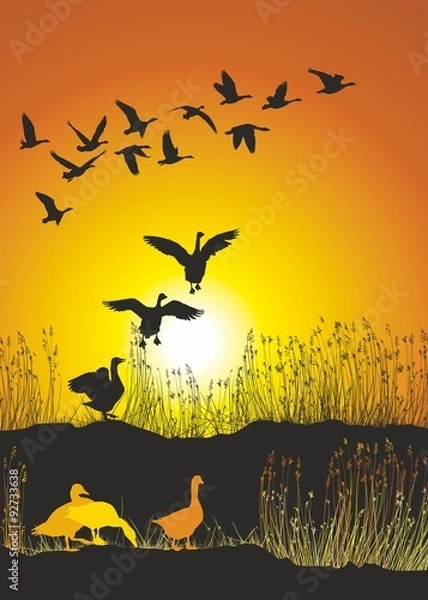 Obraz Migrating geese at sunset