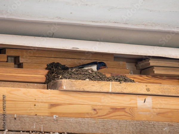 Fototapeta Barn swallow (Hirundo rustica) building a nest out of mud in a garage. Wild bird preparing a place for the mating season. Animal behavior in Germany.