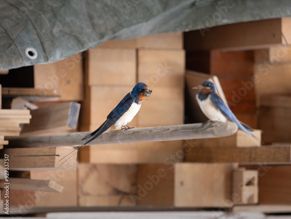 Obraz Barn swallow (Hirundo rustica) sitting in a garage with dirt in the beak to build a nest. Two adult birds starting a family in a warehouse building.