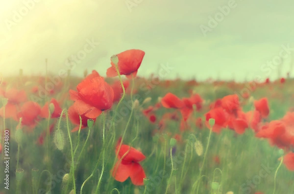Fototapeta poppies
