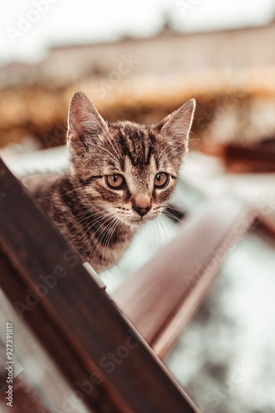 Obraz cat, kitten, cat session, garden