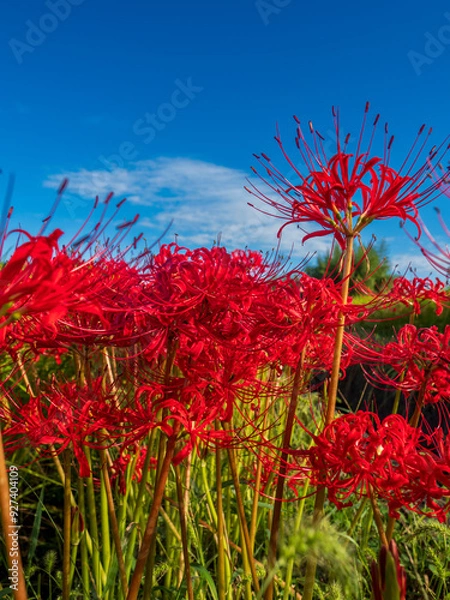 Fototapeta 秋の青空と彼岸花