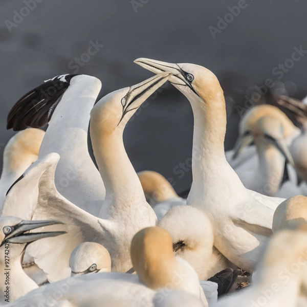 Fototapeta Wild migrating gannets at island Helgoland, Germany, summer time