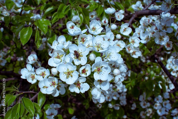 Fototapeta Beautiful blooming pear tree branches with white flowers growing in a garden. Spring nature background