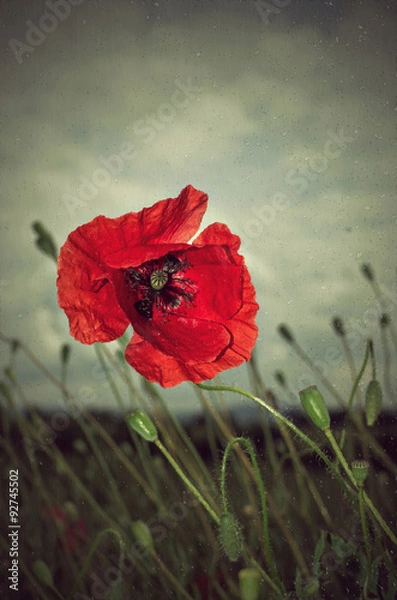 Fototapeta Poppy in rain