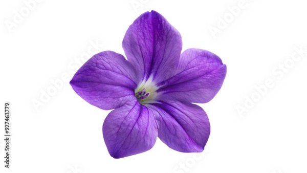 Fototapeta Browallia flower isolated on transparent background