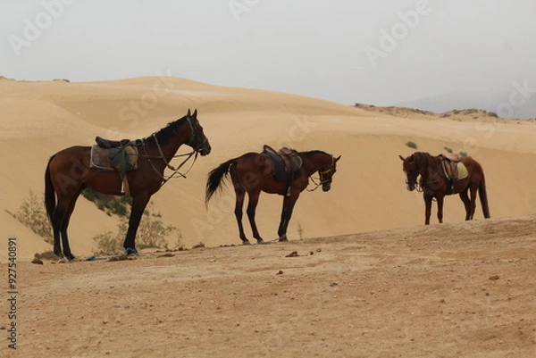 Fototapeta horses in the desert