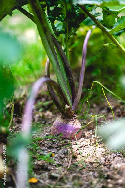 Fototapeta rote Rüben