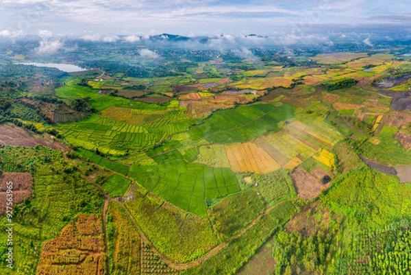Obraz Terraced rice fields