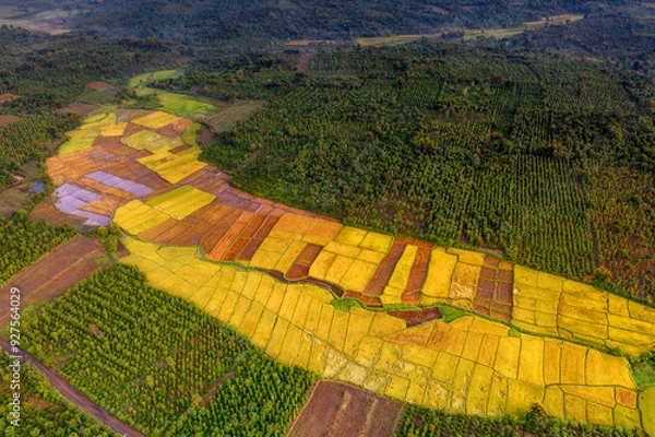 Obraz Terraced rice fields