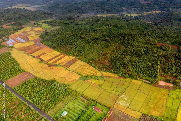 Obraz Terraced rice fields