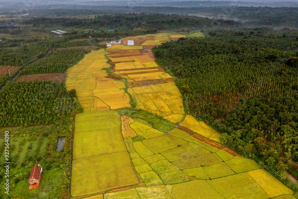 Obraz Terraced rice fields