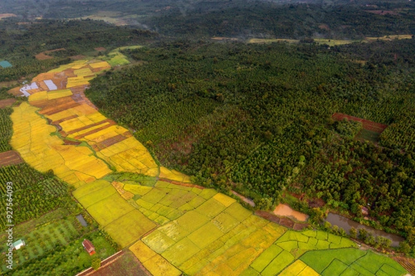 Obraz Terraced rice fields