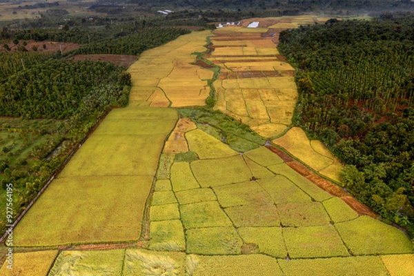 Obraz Terraced rice fields