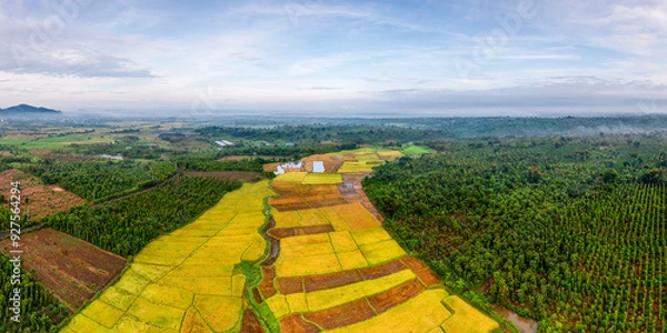 Obraz Terraced rice fields