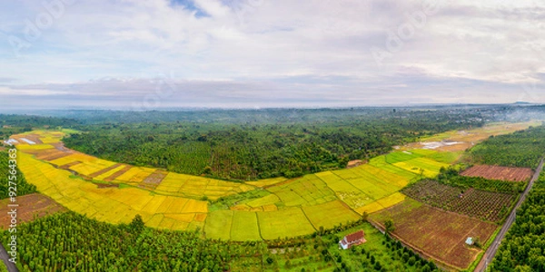 Obraz Terraced rice fields