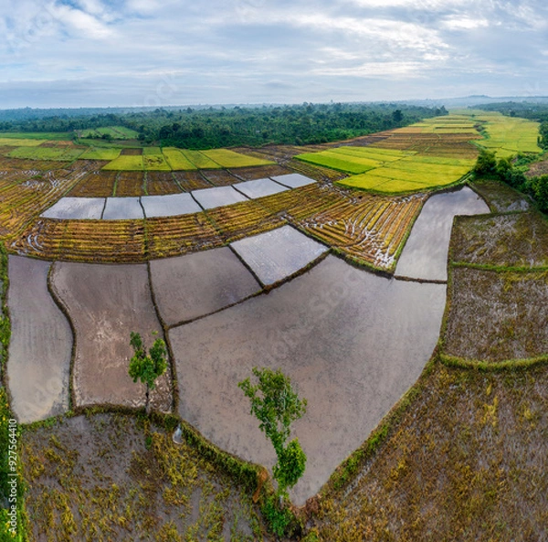 Obraz Terraced rice fields