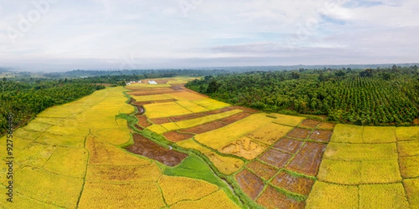 Obraz Terraced rice fields