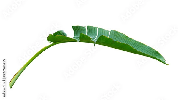 Obraz tropical banana leaf isolated on white background