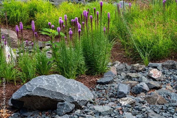 Obraz Garden Features with Stones and Blazing Star Flowers