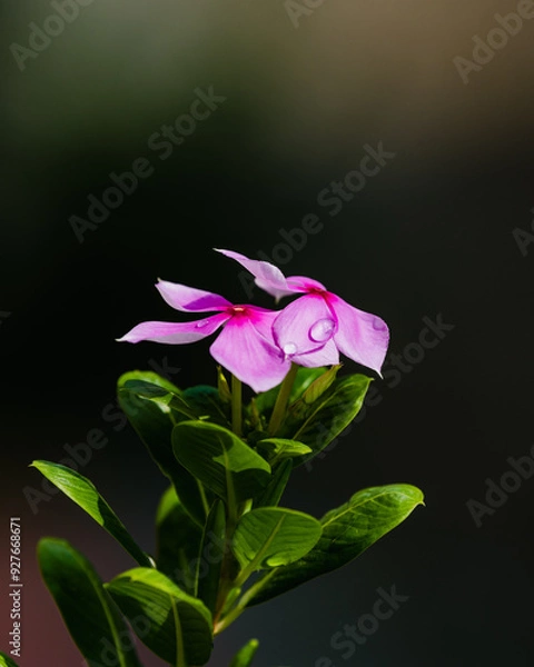 Obraz Due fell on periwinkle flower