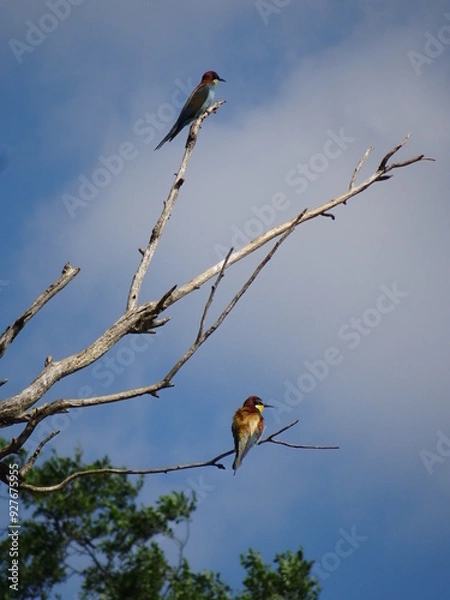 Obraz red winged blackbird