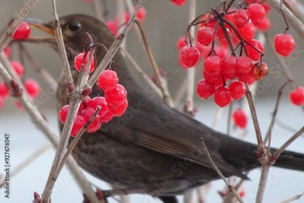 Obraz bird on a branch