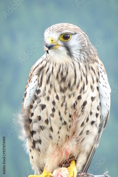 Obraz red tailed hawk