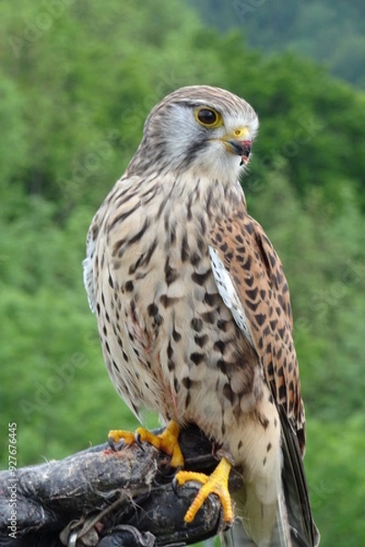 Obraz red tailed hawk