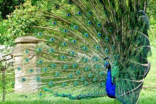Obraz peacock with feathers out