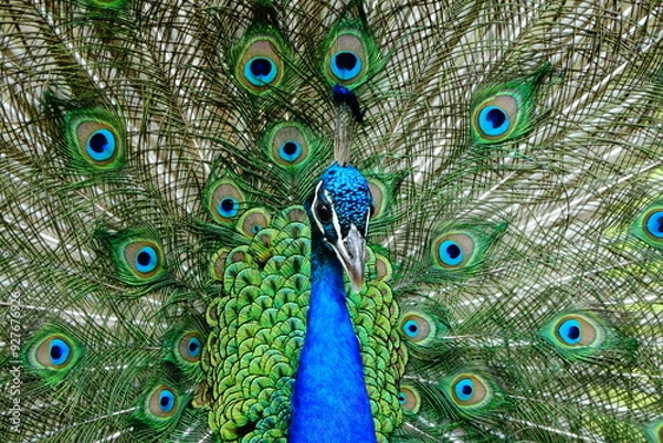 Obraz peacock with feathers