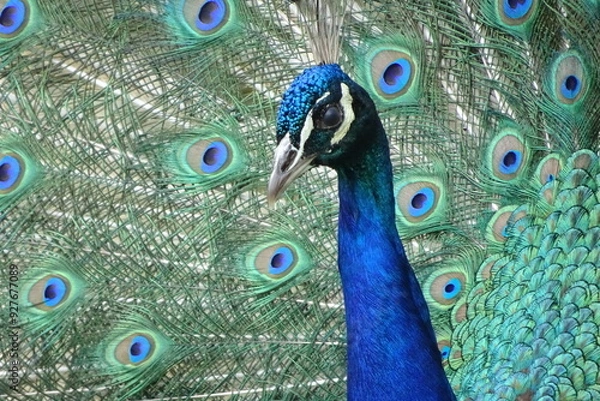 Obraz peacock with feathers