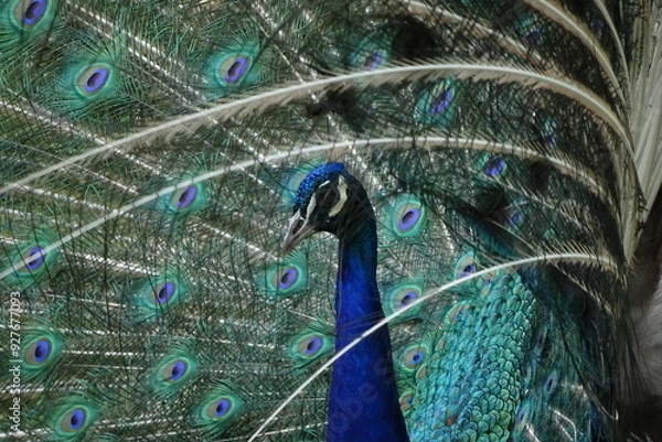 Obraz peacock with feathers