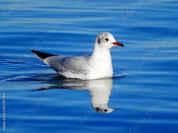 Obraz seagull on the water