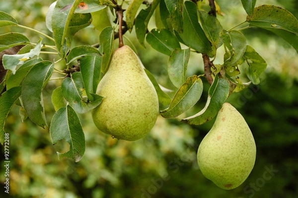Obraz Birnen am Baum