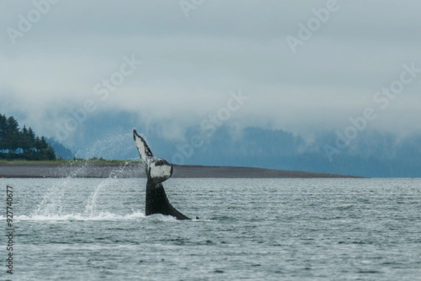 Obraz Humpback whale tale fluke in Juneau, Alaska