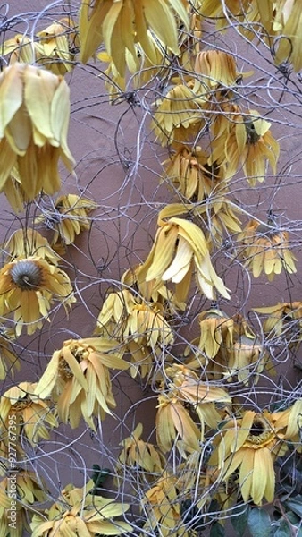 Obraz pianta con foglie secche