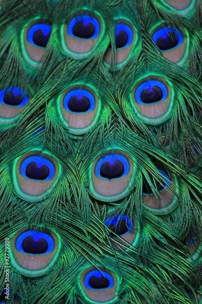 Fototapeta Blauer Pfau