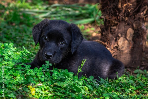 Obraz Portrait of a cute dog lying in the green grass.