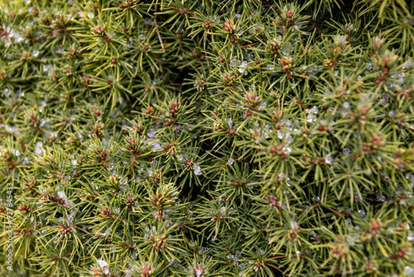 Fototapeta Vibrant green pine needles with dewdrops - close-up of evergreen foliage - nature background with selective focus. Taken in Toronto, Canada.
