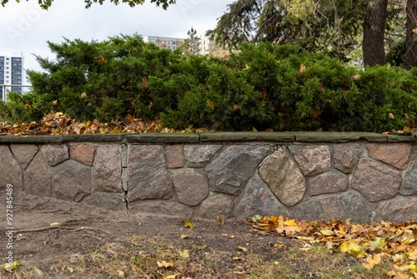 Fototapeta Autumn leaves scattered at the base of a manicured evergreen hedge, against a stone retaining wall, city skyline and trees in background. Taken in Toronto, Canada.