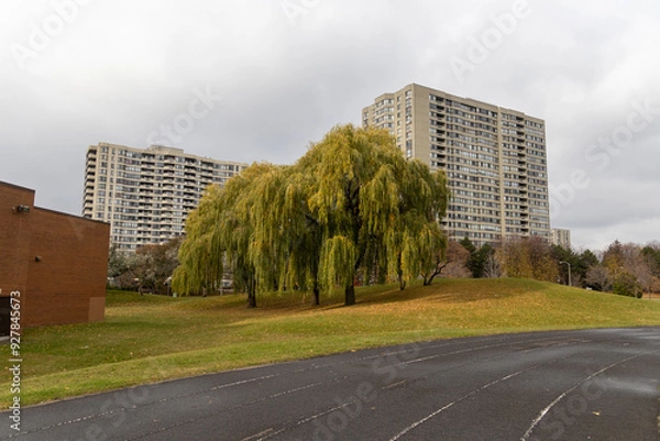 Fototapeta Autumnal weeping willow stands on a lush hillside, flanked by high-rise buildings under a cloudy sky. Taken in Toronto, Canada.