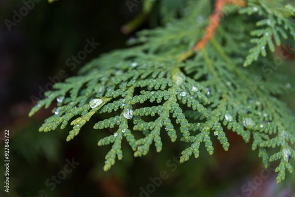 Fototapeta Vibrant green fern leaves glistening with dewdrops - close-up shot capturing intricate patterns and textures of nature. Taken in Toronto, Canada.