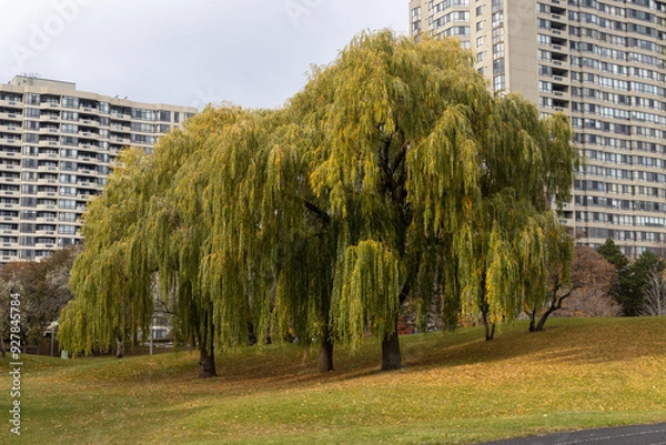 Fototapeta Autumnal weeping willow stands on a lush hillside, flanked by high-rise buildings under a cloudy sky. Taken in Toronto, Canada.
