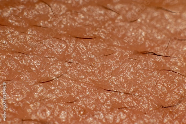 Fototapeta Close-up view of human skin texture, showing fine hairs and pores. Taken in Toronto, Canada.