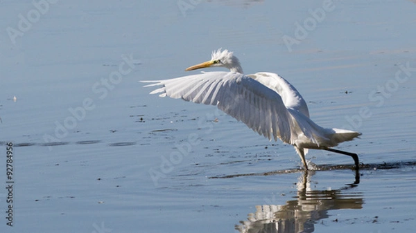 Obraz grande aigrette