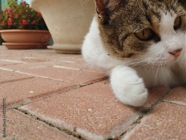 Obraz cat on the roof