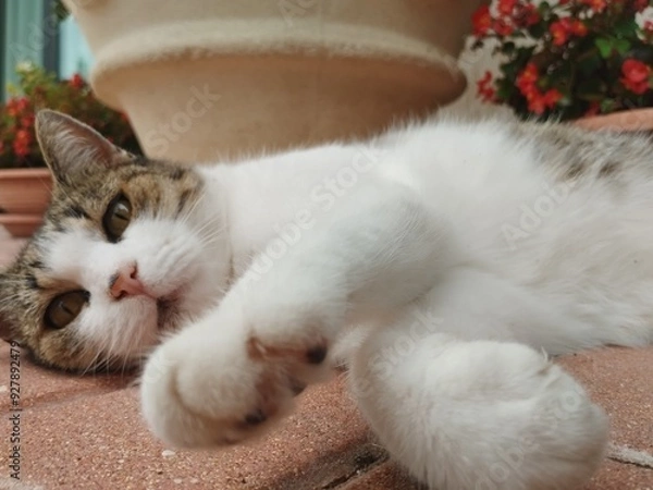 Obraz cat and kitten